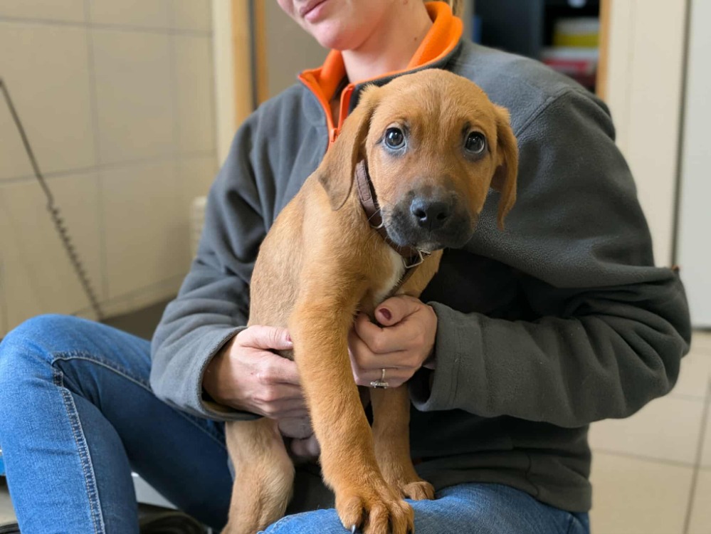 Animal à l'adoption