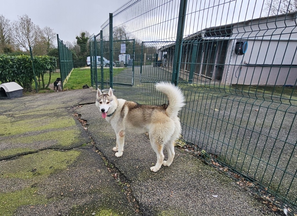 Animal à l'adoption