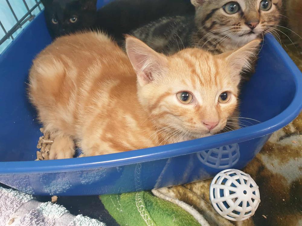 Animal à l'adoption