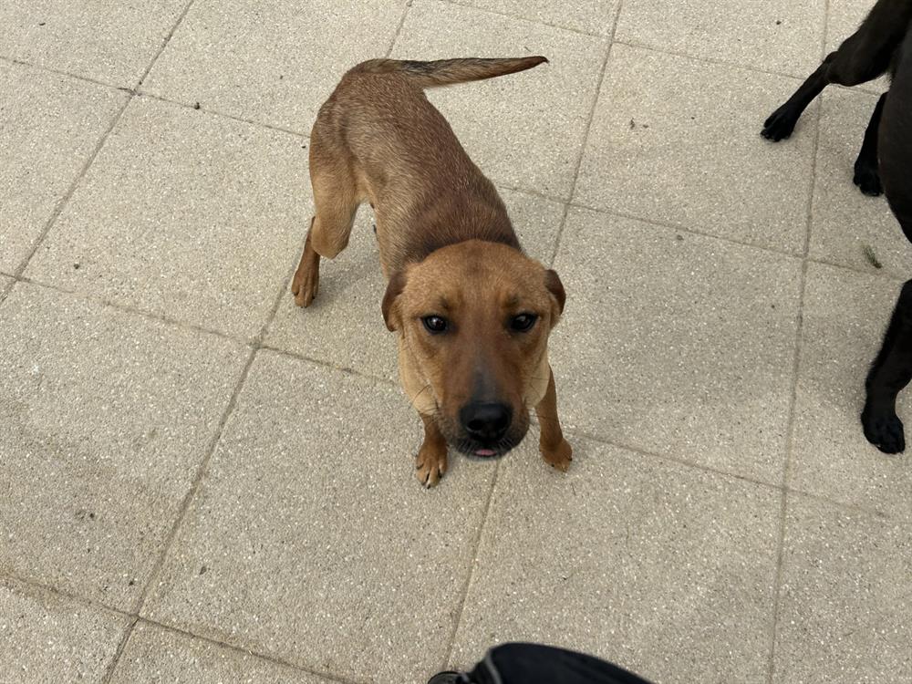 Animal à l'adoption