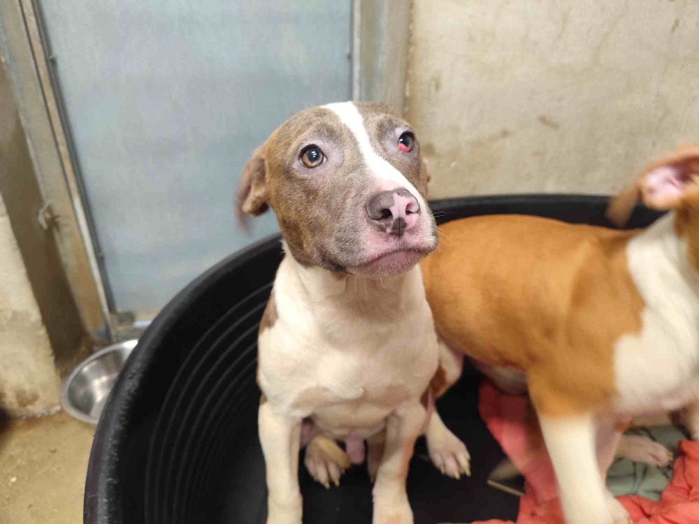 Animal à l'adoption
