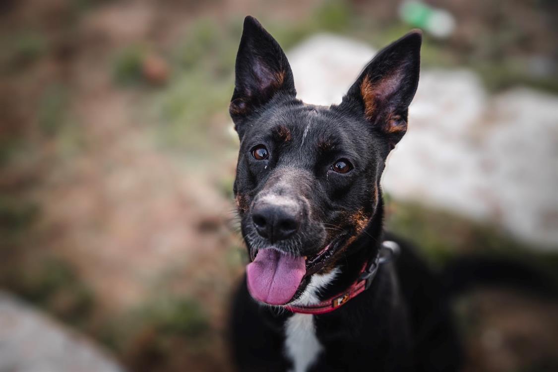Xena