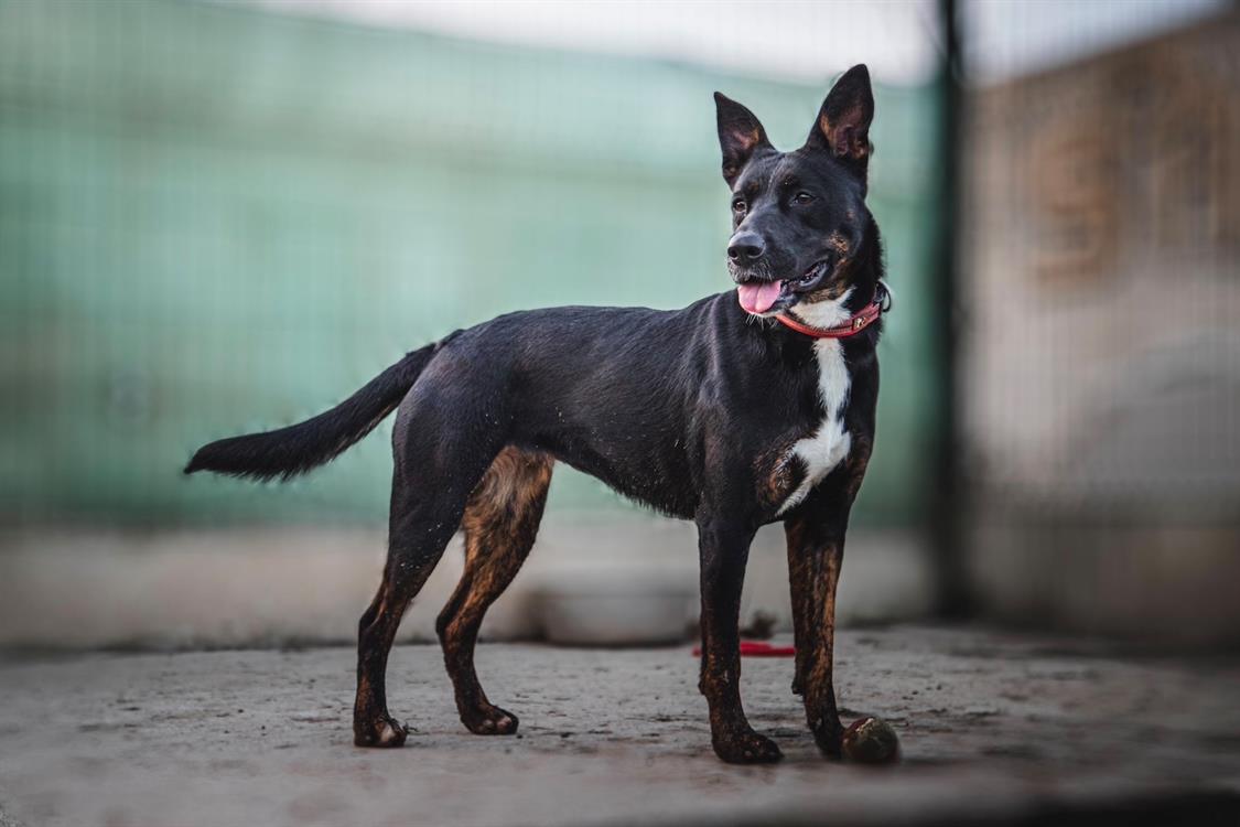 Photo de Xena