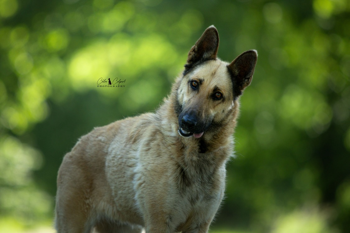 Animal à l'adoption