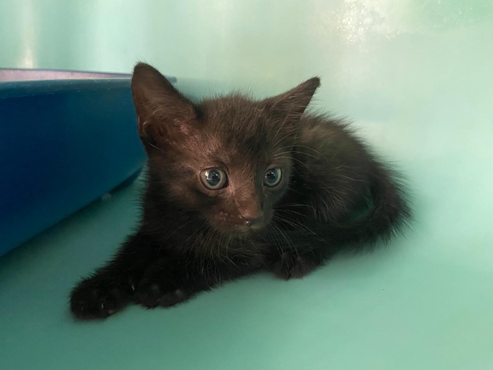 Animal à l'adoption