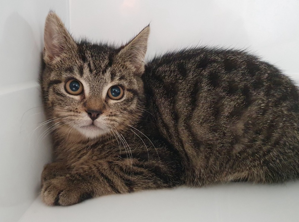 Animal à l'adoption