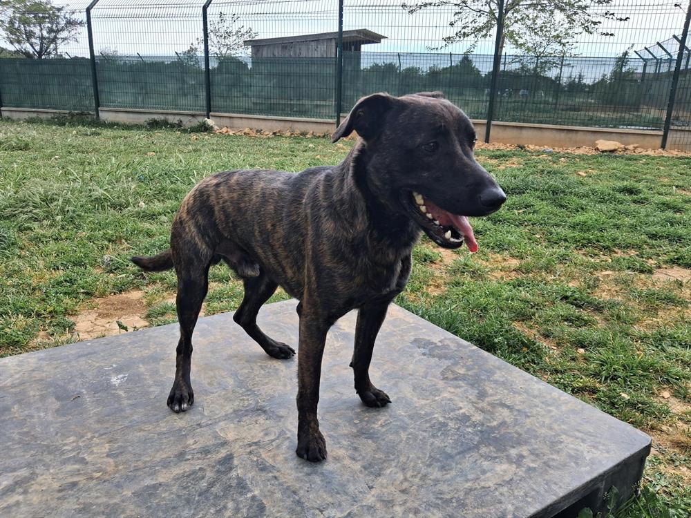 Animal à l'adoption