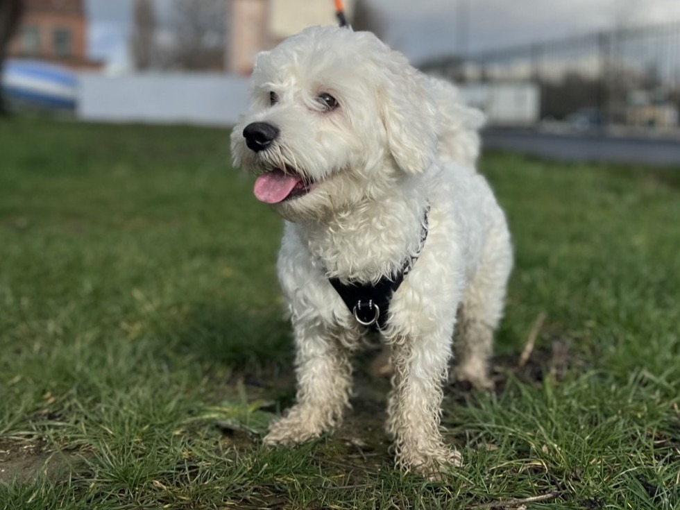 Animal à l'adoption