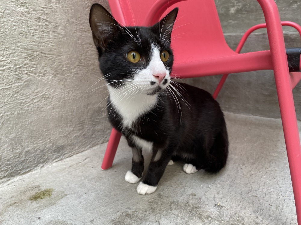Animal à l'adoption