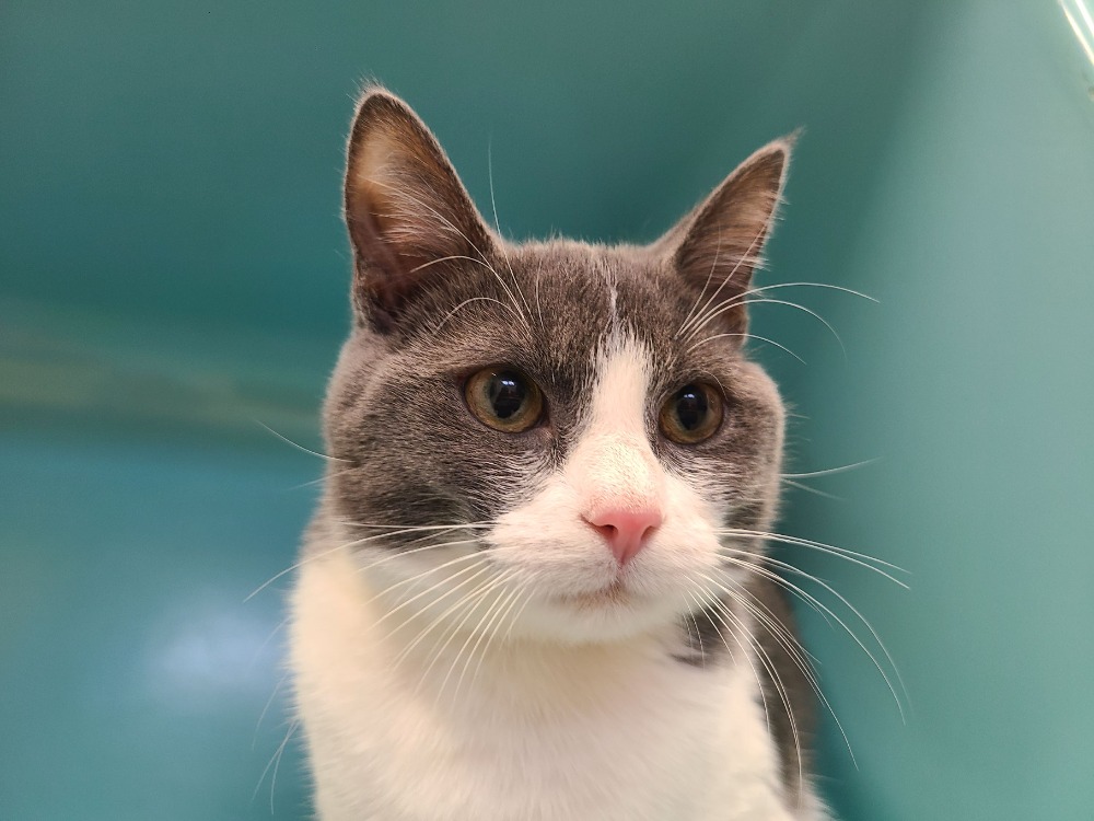 Animal à l'adoption