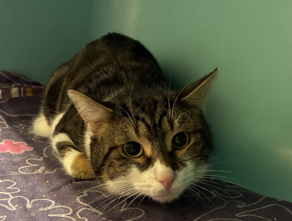 Animal à l'adoption