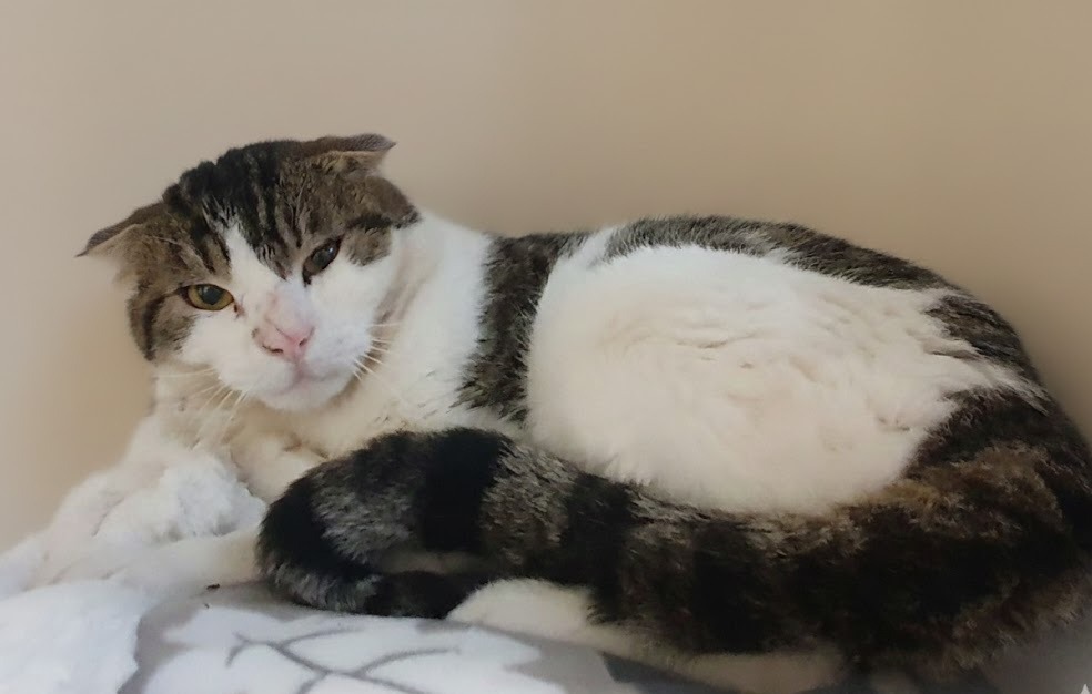 Animal à l'adoption
