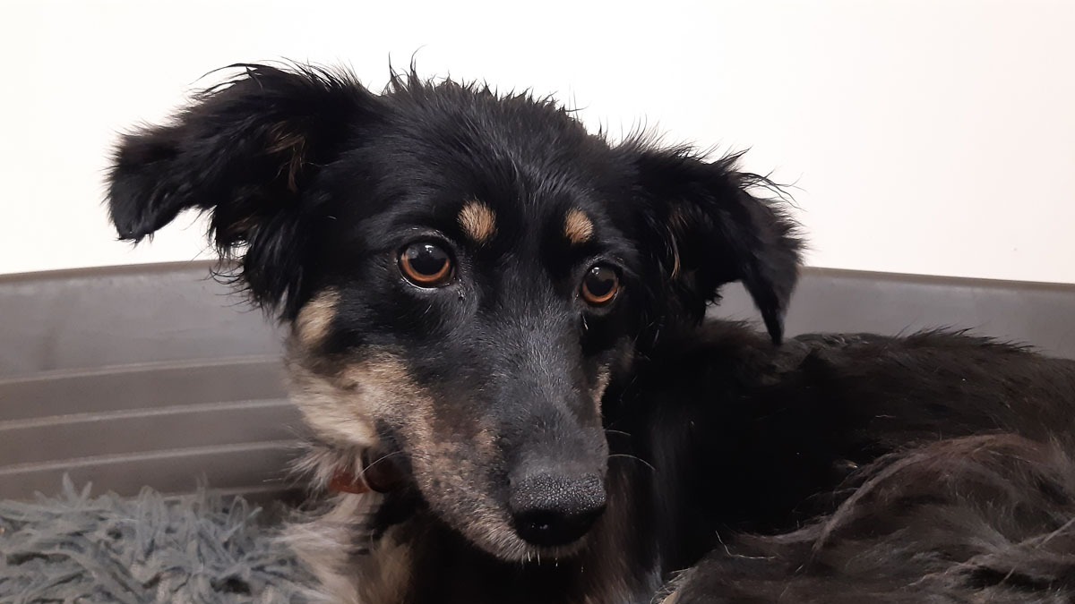 Animal à l'adoption