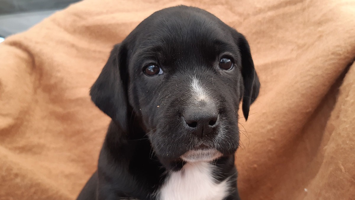 Animal à l'adoption