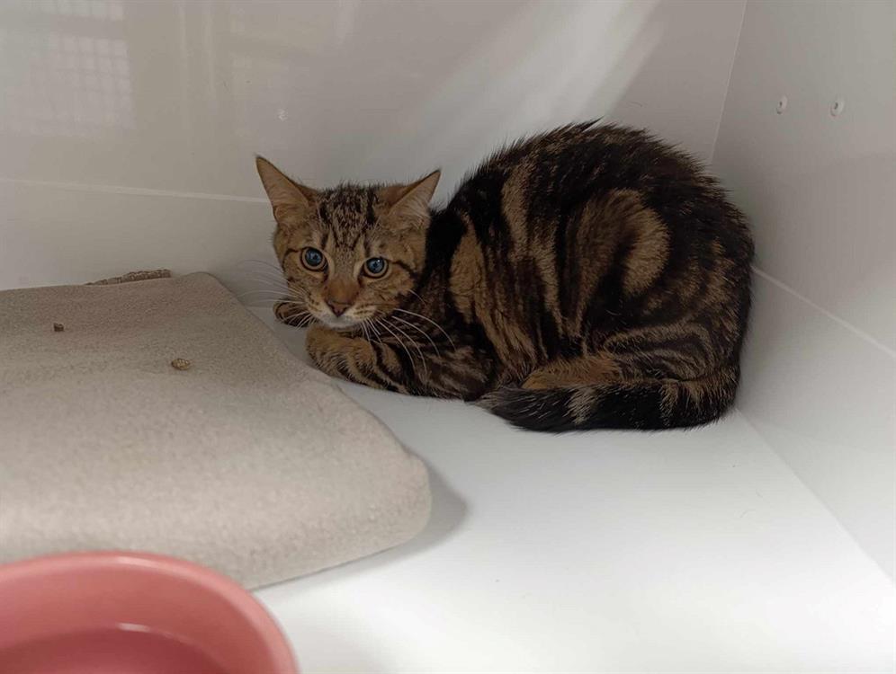 Animal à l'adoption