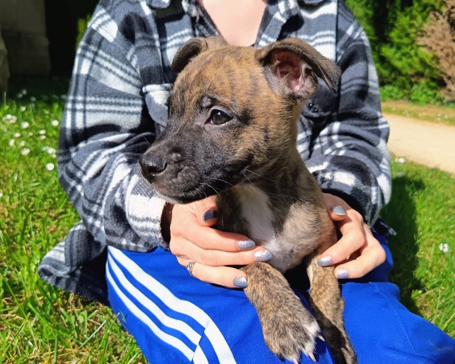 Animal à l'adoption