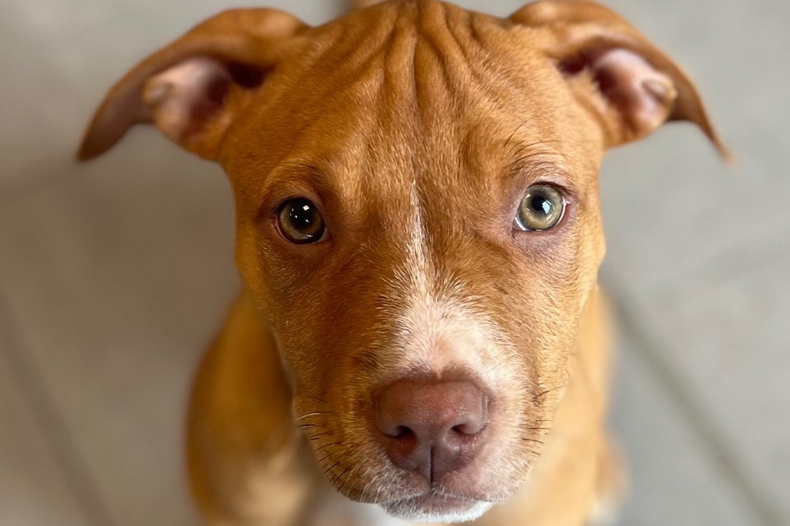 Animal à l'adoption