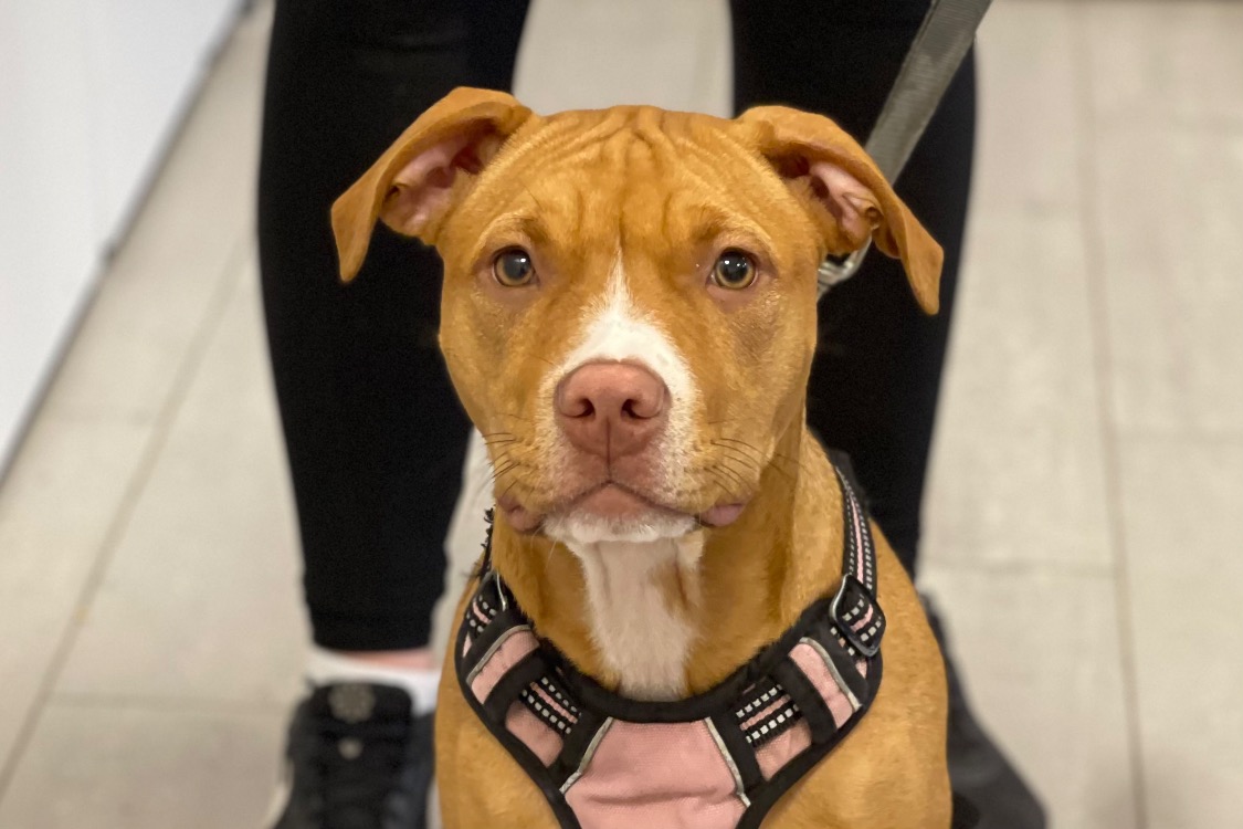 Animal à l'adoption