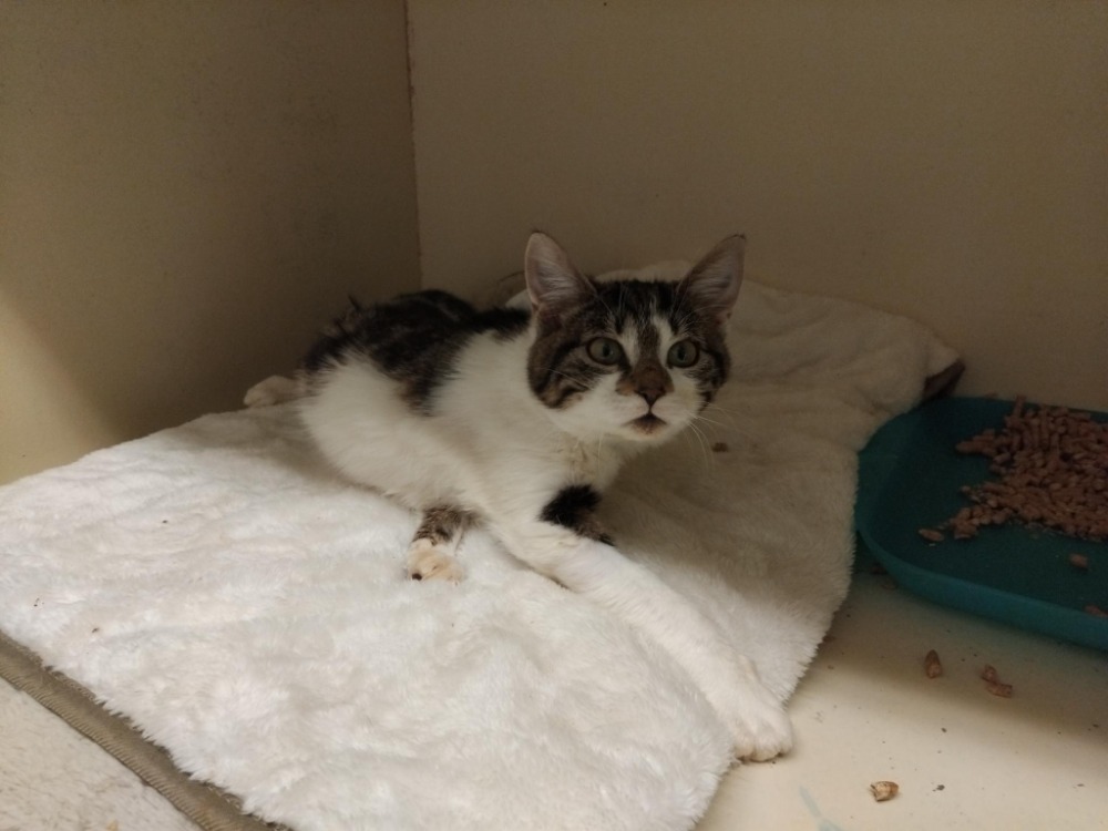 Animal à l'adoption
