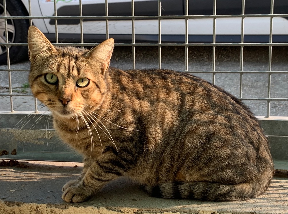 Animal à l'adoption