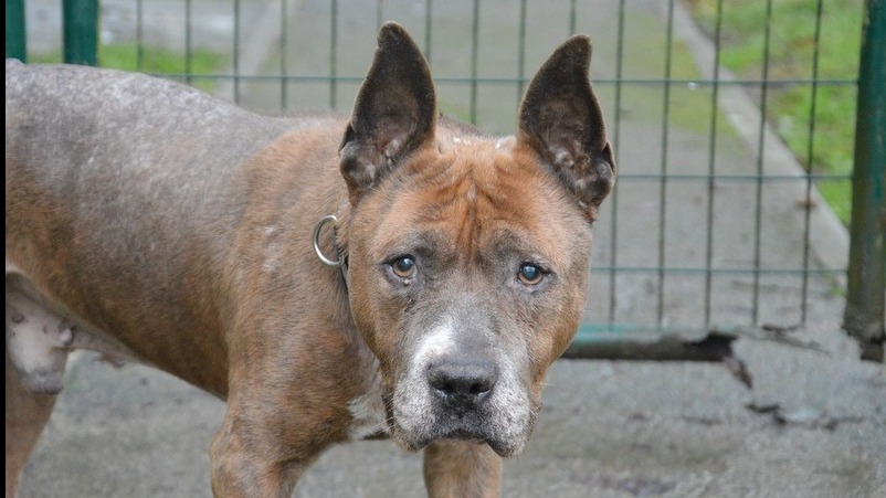 Animal à l'adoption