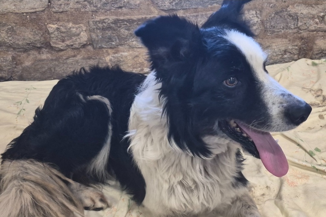Animal à l'adoption