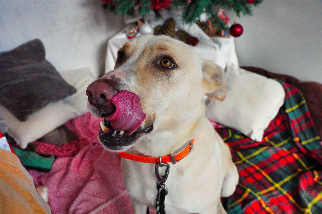 Photo de Zeus
