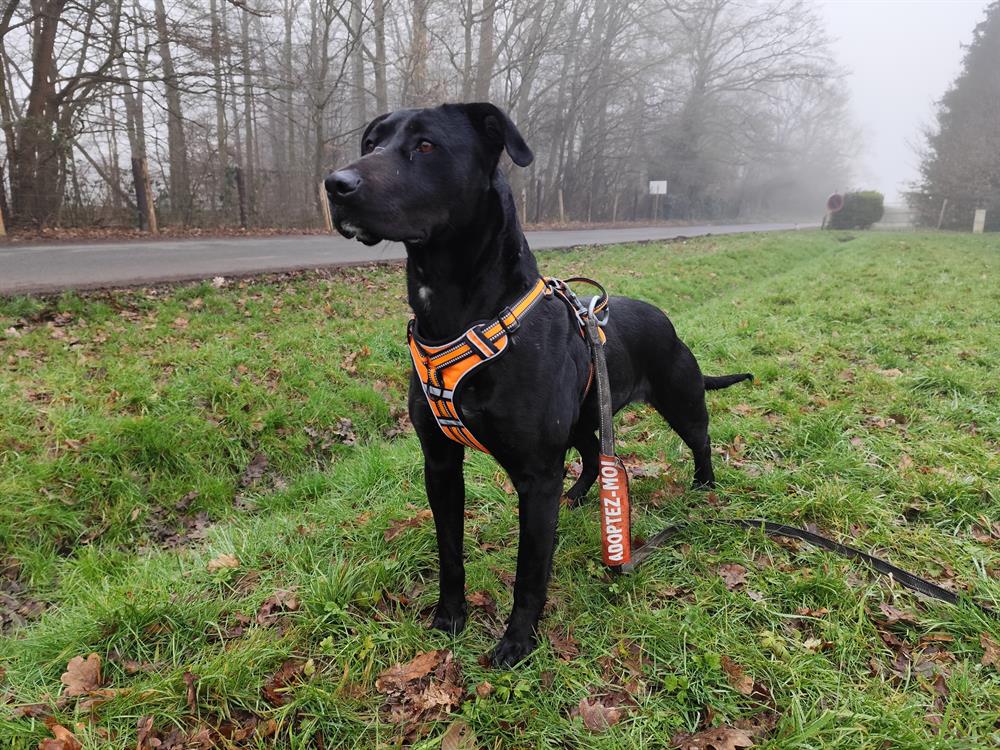 Zeytin vaa