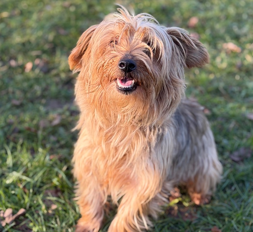 Animal à l'adoption