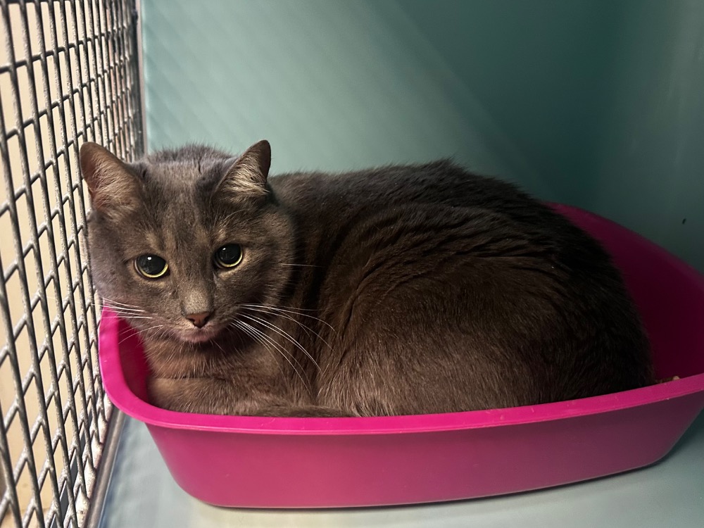 Animal à l'adoption