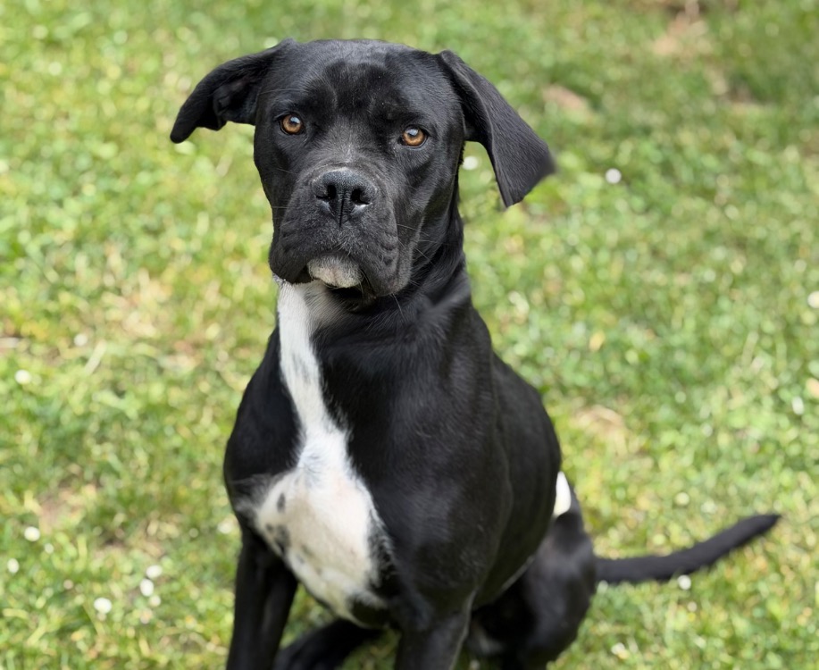 Animal à l'adoption