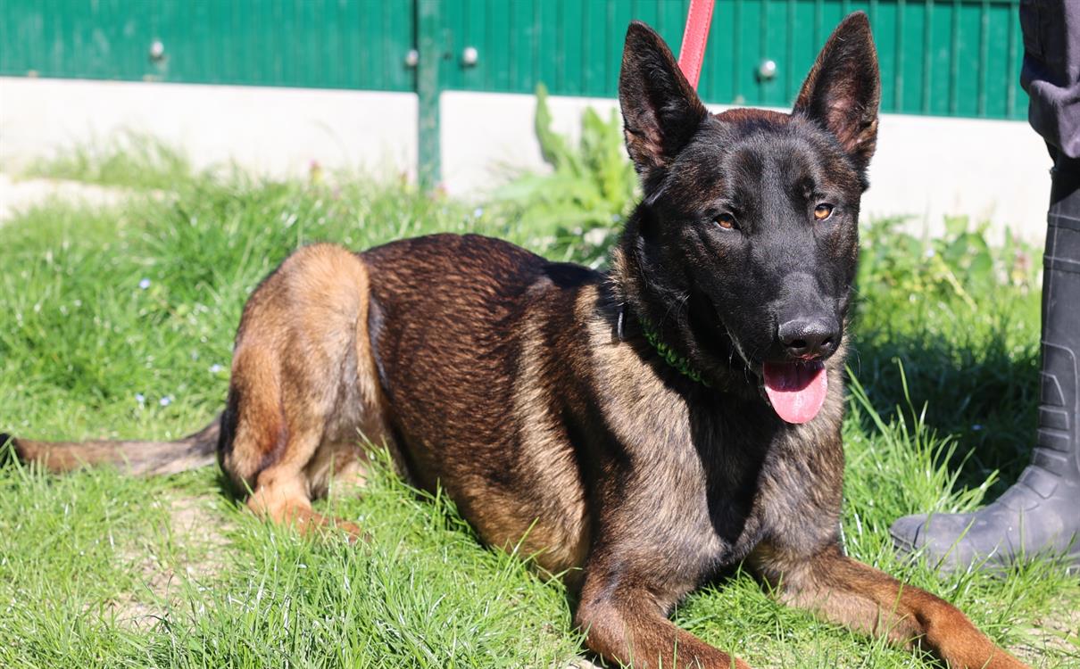 Photo de Zorro