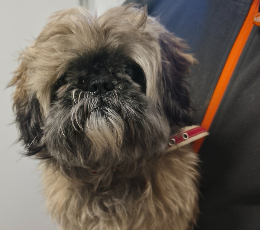 Animal à l'adoption