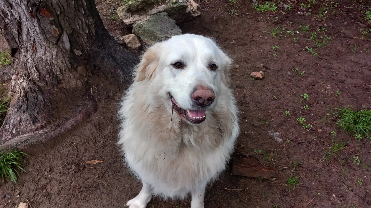 Zouna belle (en cour d'adoption)