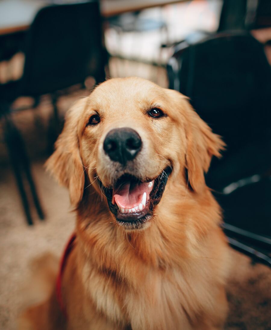 Un golden retriever souriant